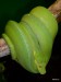 Morelia viridis Jaya Pura 0,1